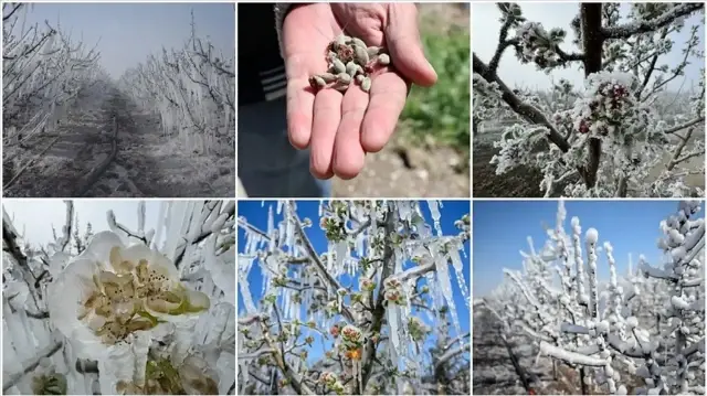 bakan yumakli ciftcilere mujdeyi verdi zirai don odemeleri basliyor W2KxGVZx.webp