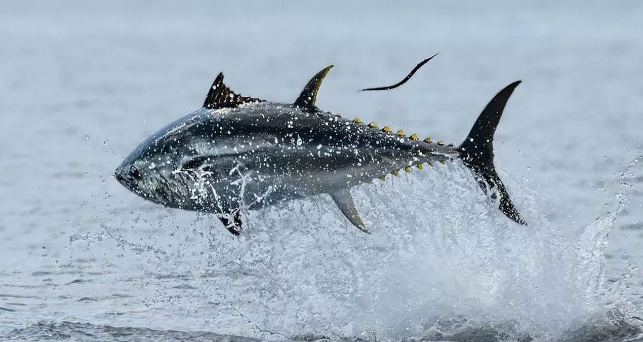 denizden cikti 1000 kisiyi doyuracak degeri 111 bin lira rIufDnIu.jpg