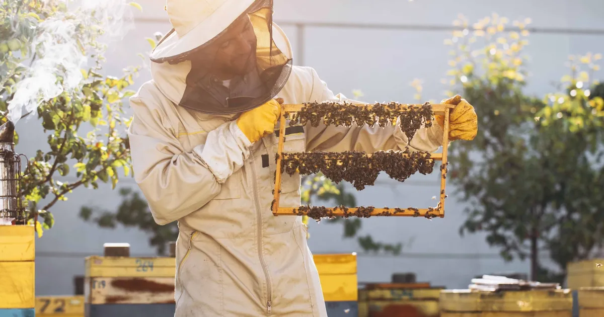 kralice ariyi uzun yasatan ari sutu insanlar icin de saglik kalkani MQ95Nj1W.webp