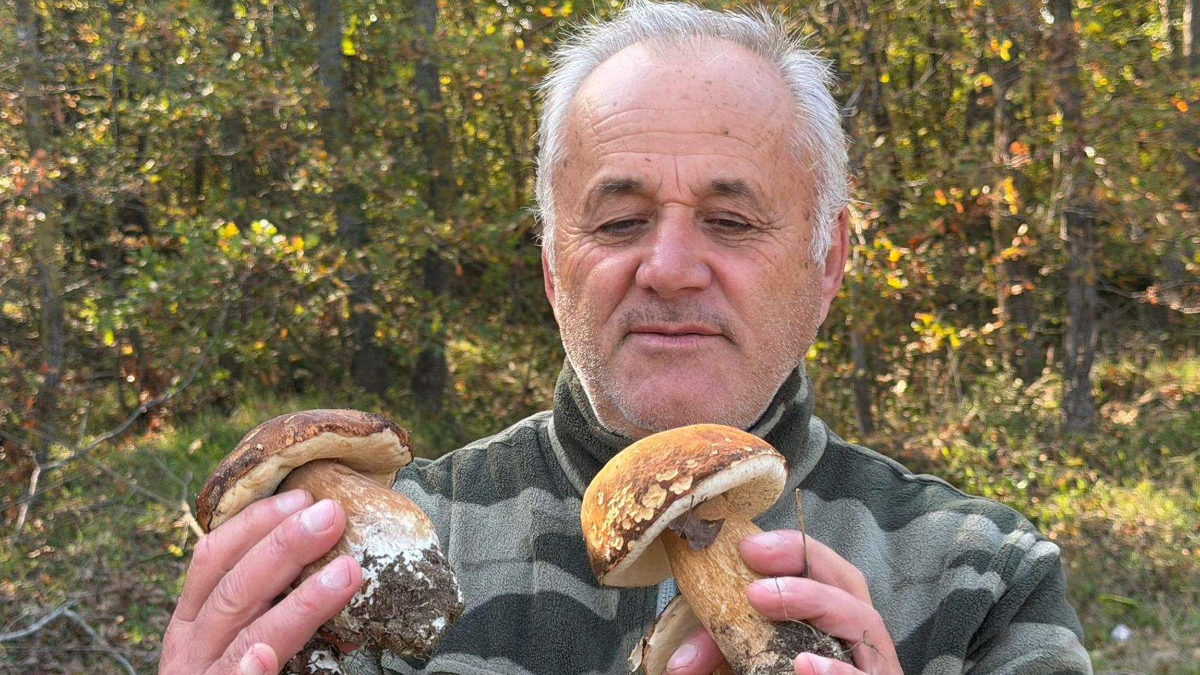 tekirdag istranca ormanlarinda mantar populasyonu azaldi m4rbQwK9.jpg