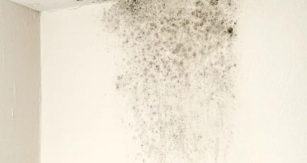 Haber gorseli